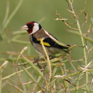 European Goldfinch