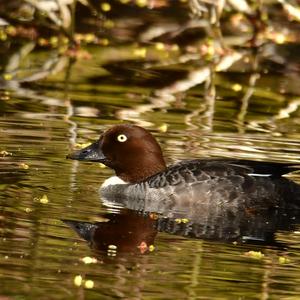 Common Goldeneye