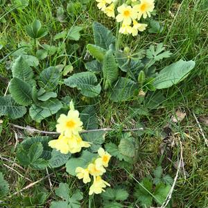 Unknown Species