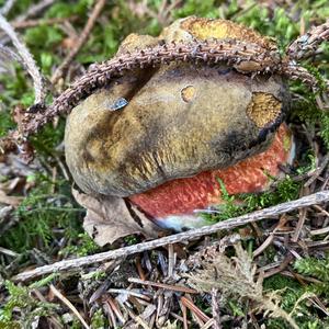 Dotted-stem Bolete