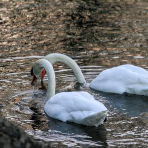 Höckerschwan