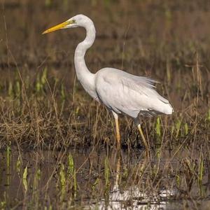 Great Egret