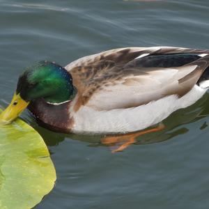 Mallard