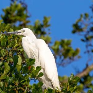 Little Egret