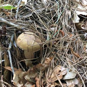 Bitter Bolete