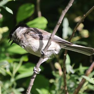 Marsh Tit