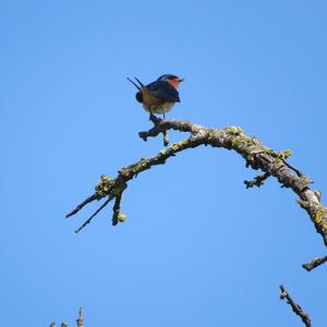 Barn Swallow