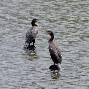 Great Cormorant