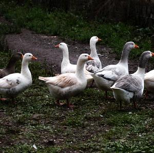 Snow Goose