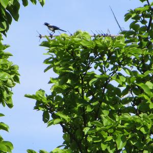 Black-billed Magpie