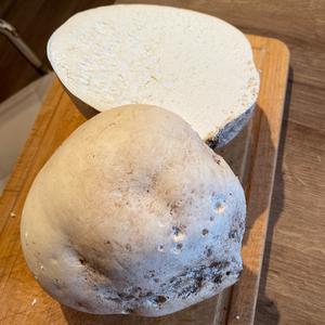 Giant Puffball