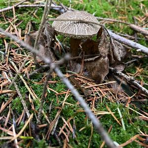 Red-cracked Bolete