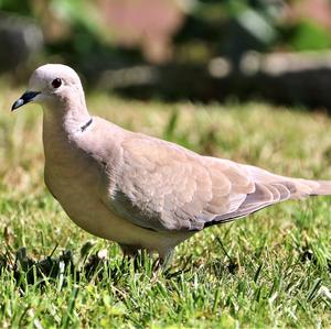 Eurasian Collared-dove