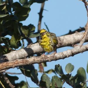 European Serin