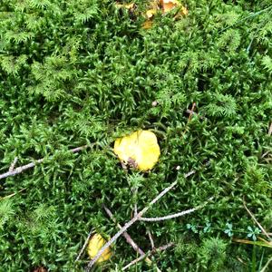 Chanterelle, Common