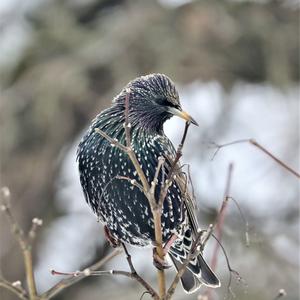 Common Starling