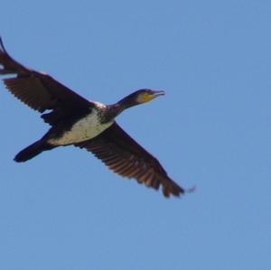 Great Cormorant