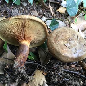 Poison Paxillus