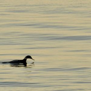 Red-breasted Merganser