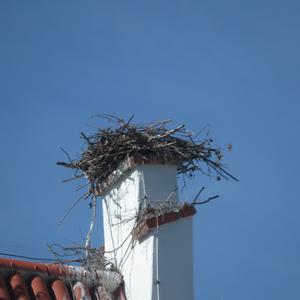 White Stork