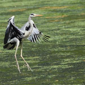 Grey Heron