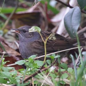 Hedge Accentor