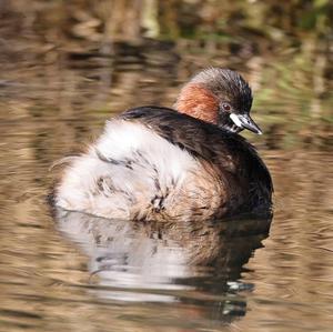 Little Grebe