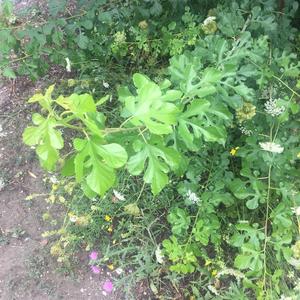 Unknown Species