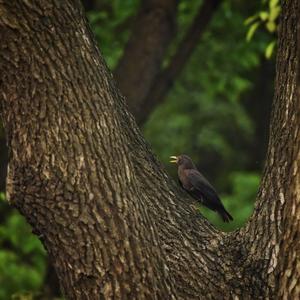 Eurasian Blackbird