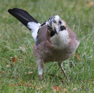 Eurasian Jay