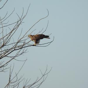 Mäusebussard