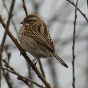 Reed Bunting