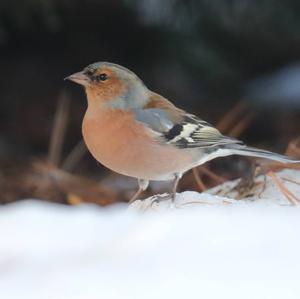 Eurasian Chaffinch