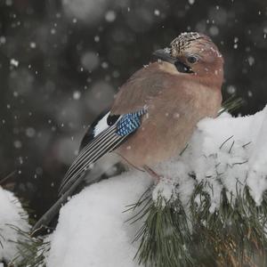 Eurasian Jay