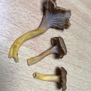 Trumpet Chanterelle