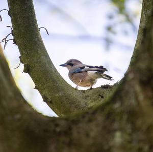 Eurasian Jay