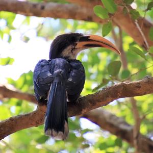 Sri Lanka Grey Hornbill