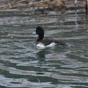 Tufted Duck