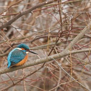 Eisvogel