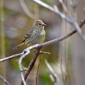 Pine Siskin