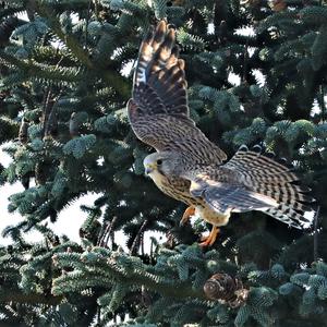 Common Kestrel