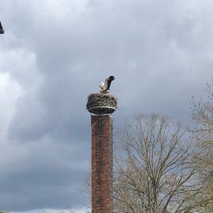 White Stork