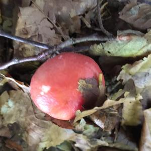 Tall Russula