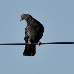 Rock Pigeon