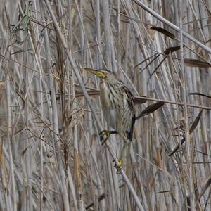 Little Bittern