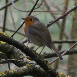 European Robin