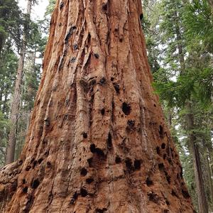 Giant Sequoia