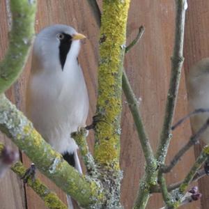 Bearded Parrotbill