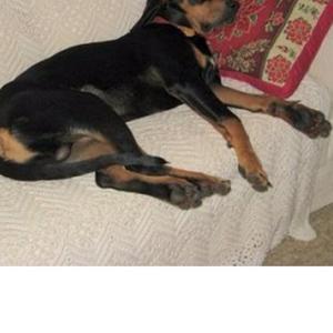 Black and Tan Coonhound