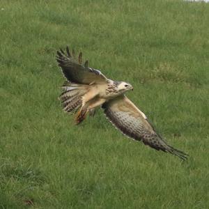 Common Buzzard